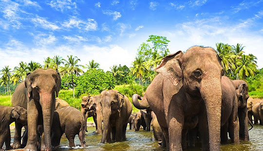 Sabaragamuwa