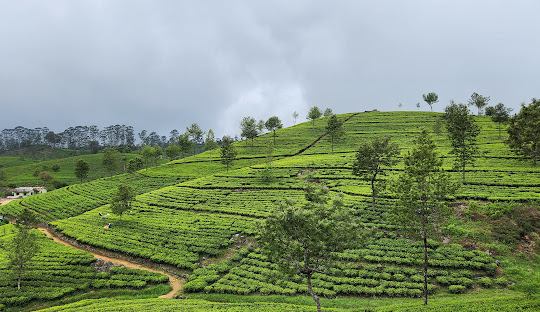 Uva Province