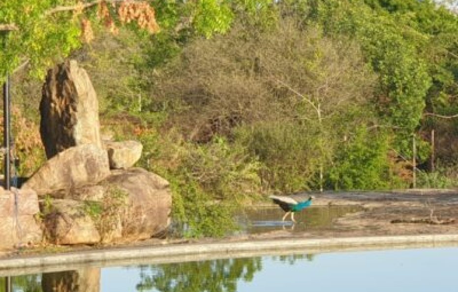 Vintara Eco Resort, Mattala