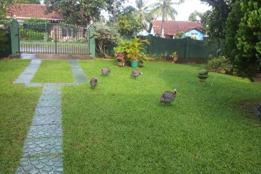 1 Bedroom Villa in Negombo – 34862